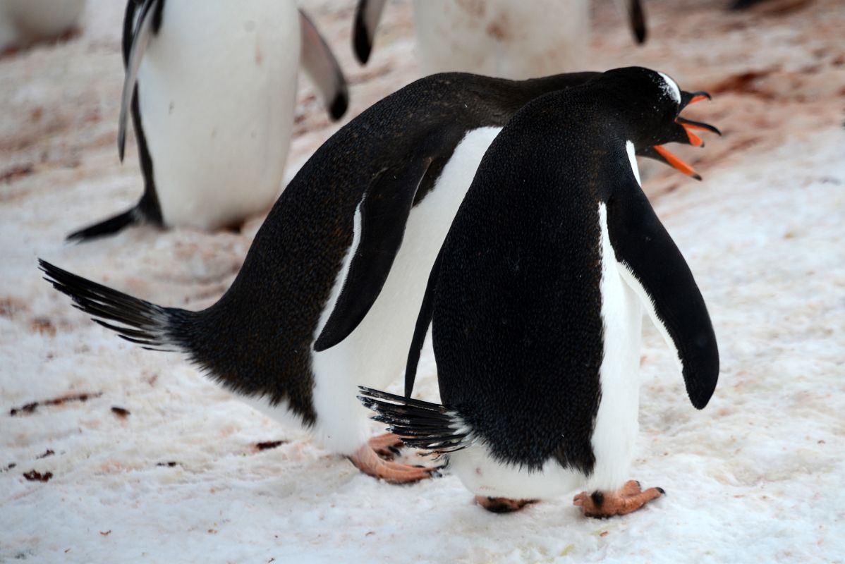 07C Two Gentoo Penguins Perform Mating Ritual On The Ridge Above Neko Harbour On Quark Expeditions Antarctica Cruise